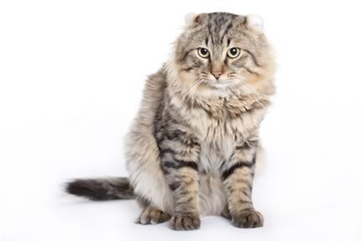 تصویر آمریکن کِرل (American Curl)